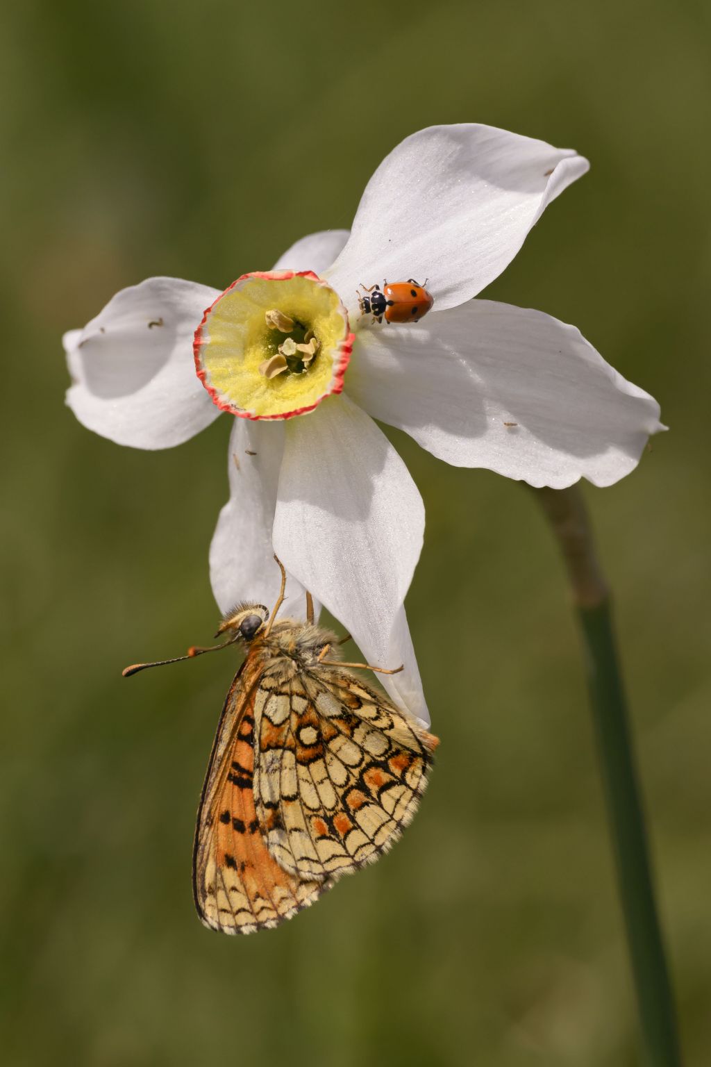 Confermata Melitaea celadussa